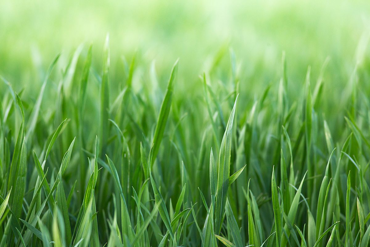 Gerstengras Inhaltsstoffe: die einzigartige Nährstoffdichte